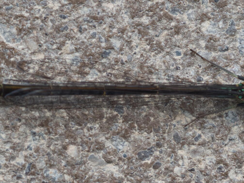 P5130507